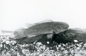 A Climbing Perch resting on rocks and gravel at the bottom of its tank, in water at London Zoo in September 1928 by Frederick William Bond