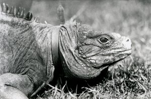 A Clouded Rock Iguana Methuselah, Wearing a Collar, Walking on a Lawn at London Zoo, July 1924 by Frederick William Bond