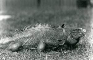 A Clouded Rock Iguana, wearing a collar, walking on a lawn at London Zoo, July 1924 by Frederick William Bond