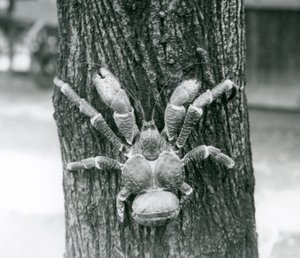 A Coconut Crab Climbing a Tree, London Zoo, July 1927 by Frederick William Bond