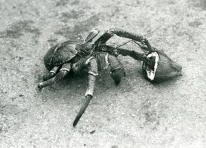 A Coconut Crab Feeding on Coconut, London Zoo, July 1927 by Frederick William Bond
