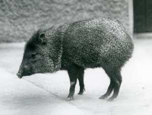 A Collared Peccary at London Zoo by Frederick William Bond
