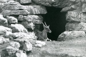 A Common Eland Resting in the Entrance of His Shelter Amongst the Rocks in the Eland/Antelope Paddock, London Zoo in 1929 by Frederick William Bond