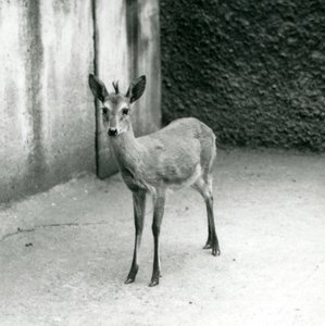 A Crowned Sahel West African Bush Duiker at London Zoo in August 1927 by Frederick William Bond