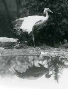 A Demoiselle Crane standing, on one leg, with its mirror-like reflection in the pool below, London Zoo by Frederick William Bond