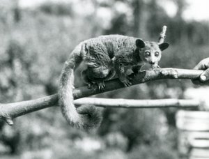 A Galago Walking Along a Branch Held by a Keeper, London Zoo by Frederick William Bond