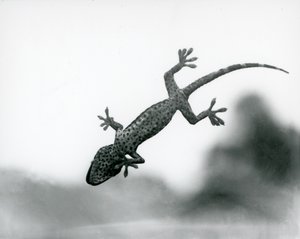 A Gecko seen from below as it climbs on glass, showing its specialized foot pads, London Zoo, August 1928 by Frederick William Bond