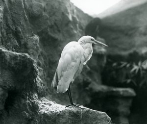 A Great Common Egret or Great White Heron Standing on a Rock at London Zoo by Frederick William Bond