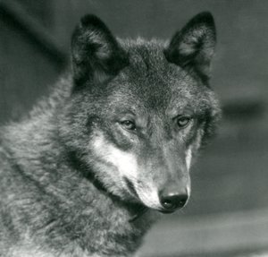 A Grey Wolf at London Zoo, 1925