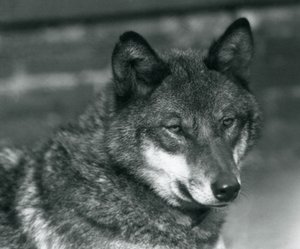 A Grey Wolf at London Zoo, 1925