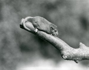 A Hazel Dormouse on a branch, London Zoo by Frederick William Bond