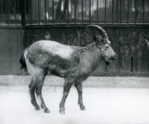 A Himalayan Ibex standing at London Zoo by Frederick William Bond