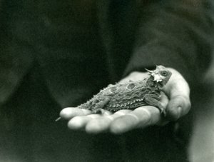 A Horned Lizard rests in its keeper