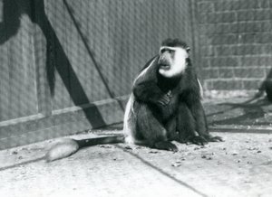 A Kikuyu Black-and-white Colobus Monkey sitting in its enclosure at London Zoo in July 1925 by Frederick William Bond