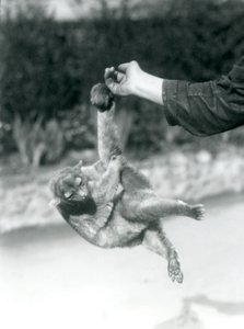 Kinkajou at London Zoo, September 1925 by Frederick William Bond