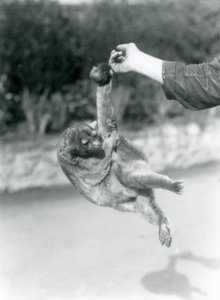 Kinkajou at London Zoo, September 1925 by Frederick William Bond