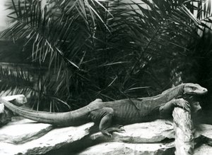 A Komodo Dragon resting its neck and forelegs up against a log at London Zoo in June 1927