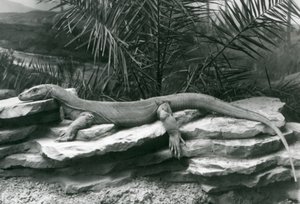 A Komodo Dragon resting on a rocky wall at London Zoo in 1927