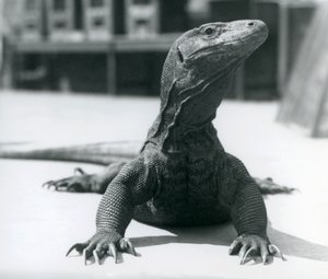 A Komodo Dragon at London Zoo by Frederick William Bond