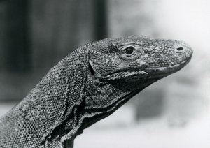 A Komodo Dragon at London Zoo in August 1928 by Frederick William Bond