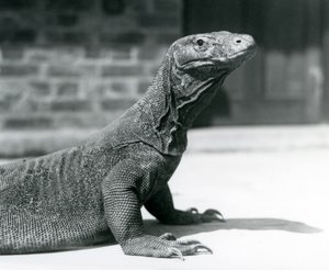 A Komodo Dragon at London Zoo in August 1928 by Frederick William Bond
