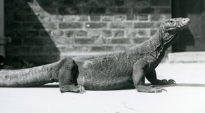 A Komodo Dragon at London Zoo in August 1928 by Frederick William Bond
