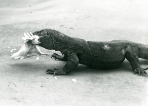 A Komodo Dragon Eating a Chicken, London Zoo