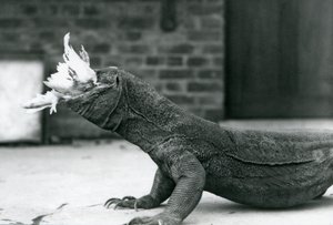 A Komodo Dragon eating a chicken at London Zoo August 1928 by Frederick William Bond