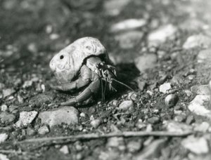 A Land Hermit Crab, London Zoo by Frederick William Bond