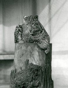 A Leopard lying on the top of a tree stump, London Zoo by Frederick William Bond