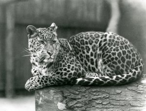 A Leopard resting on a log at London Zoo in 1929 by Frederick William Bond