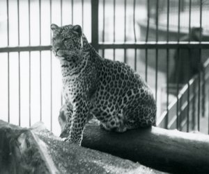 Leopard Sitting on a Log in Its Enclosure at London Zoo, September 1925 by Frederick William Bond