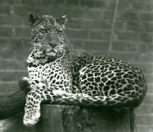 A Leopard sitting on a tree stump at London Zoo by Frederick William Bond