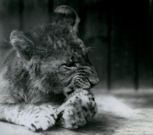 A Lion cub feeding at ZSL London Zoo in 1927 by Frederick William Bond