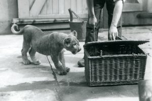 Lion Cub Looking at a Tiger Cub in a Wicker Basket, Which a Keeper Is Opening, London Zoo, September 1925 by Frederick William Bond
