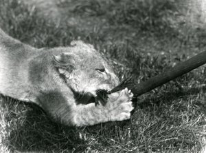 Lion Cub Playing with a Mop, Held by Its Keeper, on the Grass in Front of Its Den, London Zoo, September 1925 by Frederick William Bond