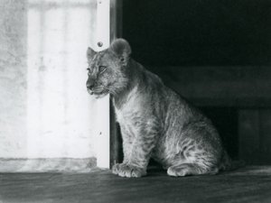 A Lion Cub Sitting on the Floor at London Zoo in 1930 by Frederick William Bond