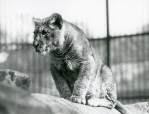 A Lion Cub, Born in the Menagerie in July 1923, London Zoo, July 1924 by Frederick William Bond
