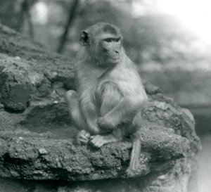 A Macaque sitting on a rock at London Zoo by Frederick William Bond