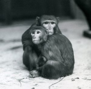 A Macaque with Her Baby Sitting Together on the Floor of Their Enclosure, London Zoo by Frederick William Bond