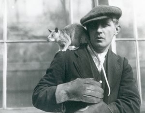 A Malagasy Giant Rat sits on the shoulder of its keeper, London Zoo by Frederick William Bond
