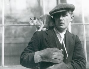 A Malagasy Giant Rat sits on the shoulder of its keeper, London Zoo, 1924