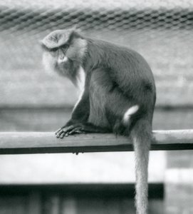 A Mona Monkey sitting on a horizontal pole in its enclosure at London Zoo in September 1925 by Frederick William Bond