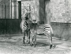 A Mountain Zebra and her foal at London Zoo in 1929