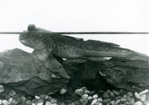 A Mudskipper, resting on submerged rocks, with its eyes above water, London Zoo by Frederick William Bond