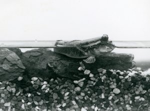 A Mudskipper, Resting on Submerged Rocks, with Its Eyes Above Water, London Zoo by Frederick William Bond
