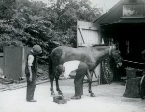 A Mule Being Shod at London Zoo in 1924 by Frederick William Bond