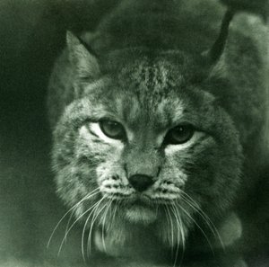 A Northern Lynx, London Zoo, February 1925