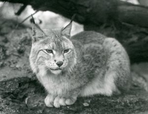 A Northern Lynx sitting on a rock, London Zoo, October 1925