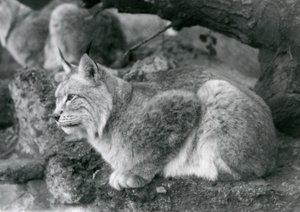 A Northern Lynx sitting on a rock, London Zoo, October 1925